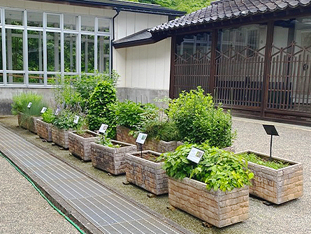 薬用植物見本園