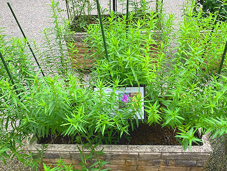 薬用植物見本園
