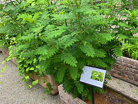 薬用植物見本園