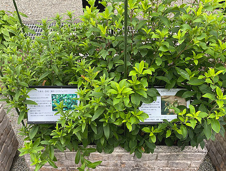 薬用植物見本園